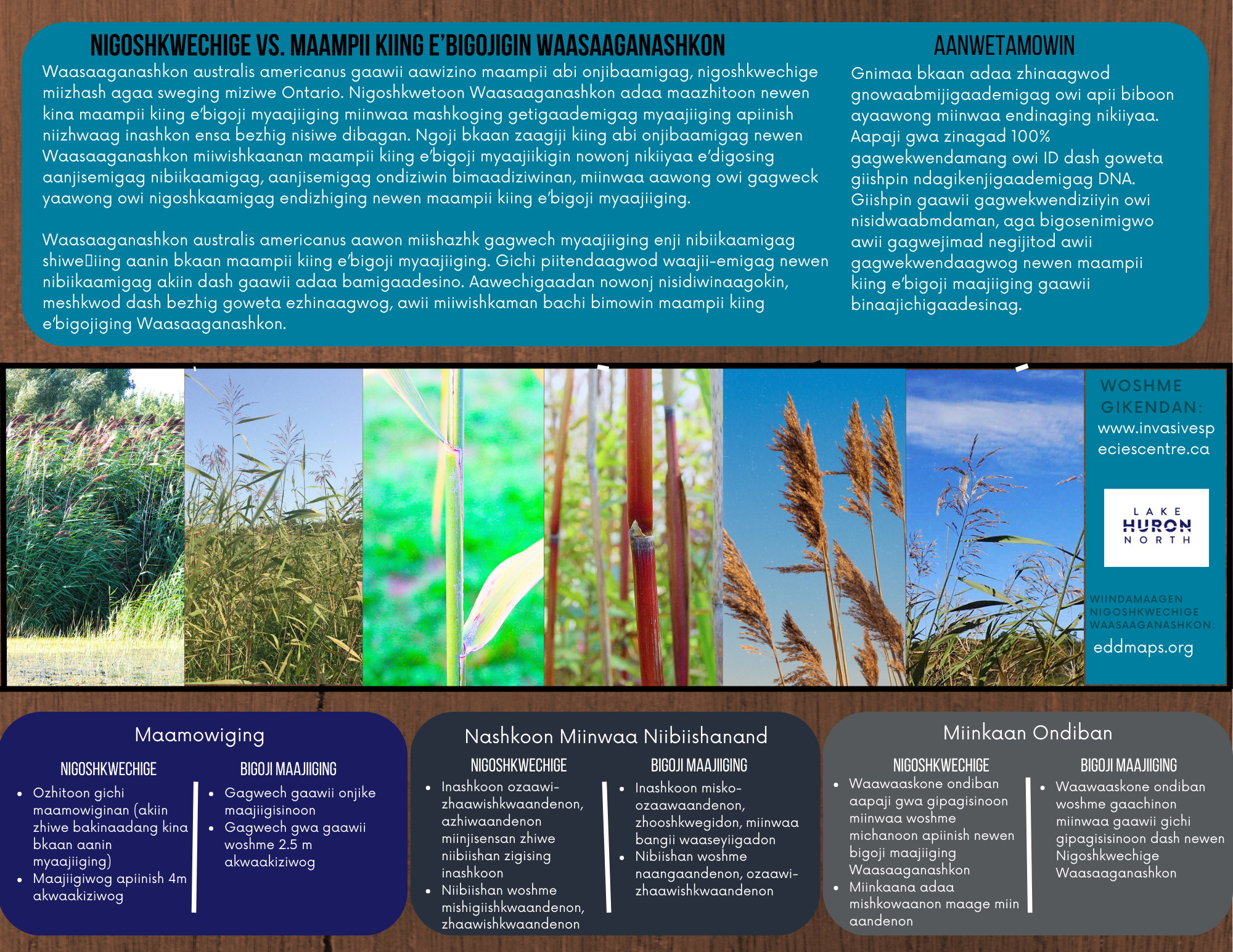 information on native and invasive phragmites