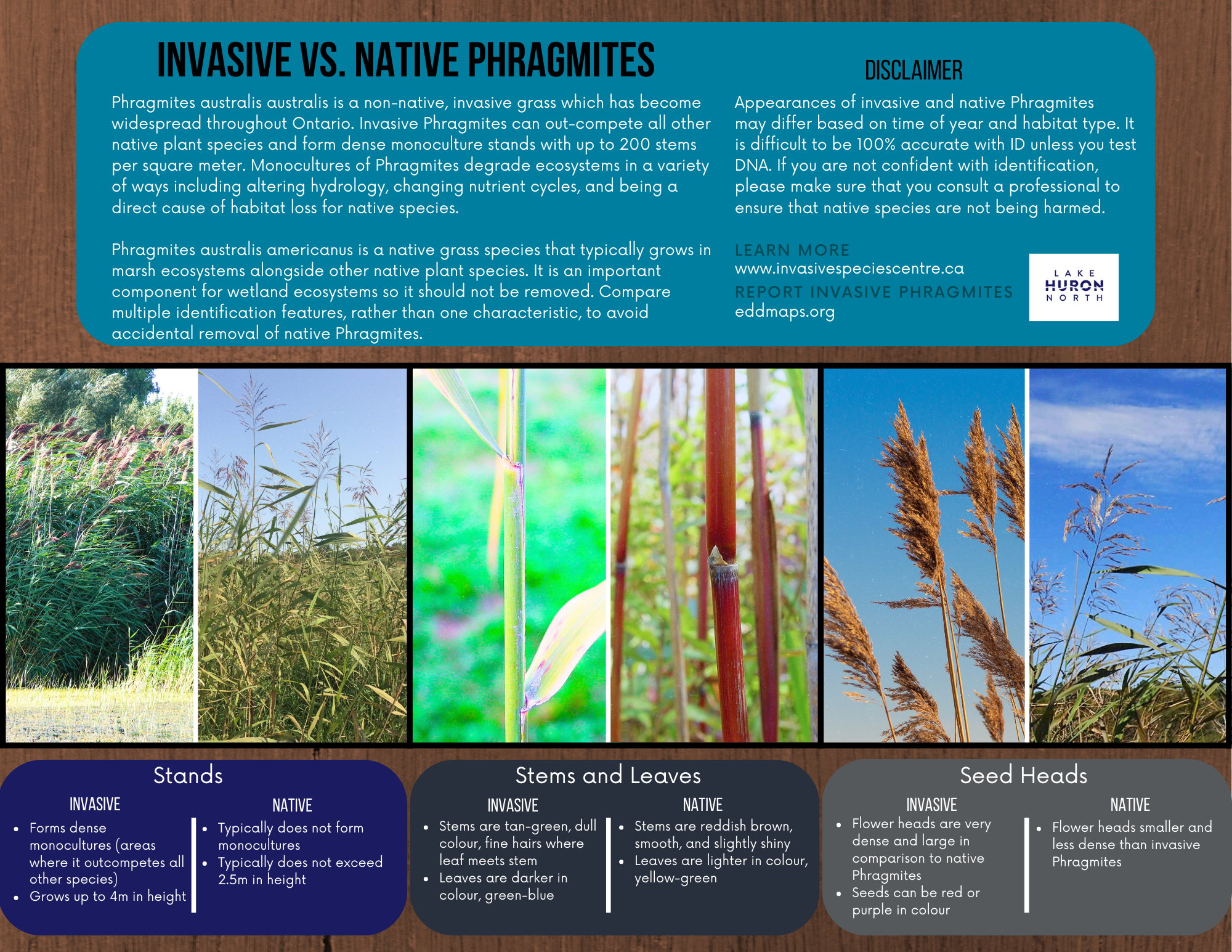 information on invasive and native phragmites