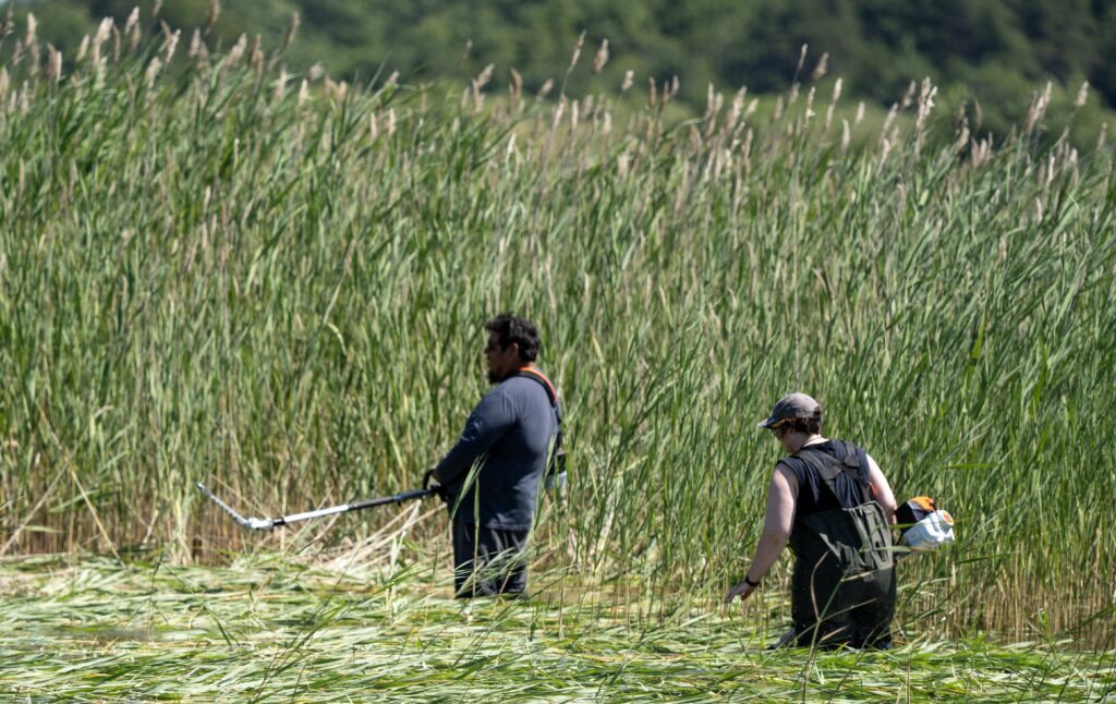 Lake Huron and Sagamok first nation cutting a patch of invasive phrag. 